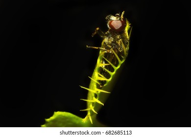 venus flytrap catching fly