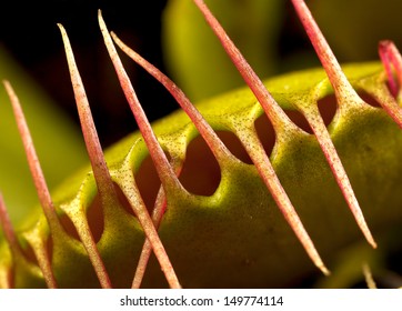 A Venus Flytrap Closed