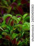 Venus flytrap close-up on a background of tropical plants