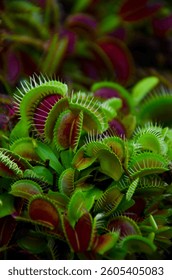 Venus flytrap close-up on a background of tropical plants