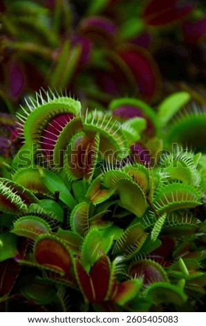 Venus flytrap close-up on a background of tropical plants
