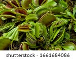 Venus flytrap (Dionaea muscipula), a carnivorous plant that catches its prey with a trapping structure formed by the terminal portion of each of the plant
