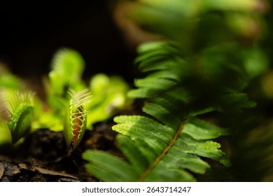 Venus flytrap (Dionaea muscipula) carnivorous plant growing together with fern.