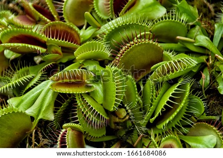 Venus flytrap (Dionaea muscipula), a carnivorous plant that catches its prey with a trapping structure formed by the terminal portion of each of the plant's leaves.