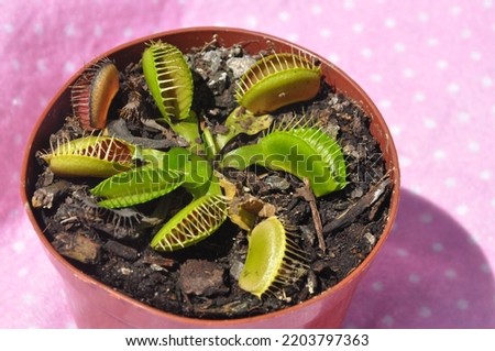 Venus flytrap (Dionaea muscipula) carnivorous plant close up 
