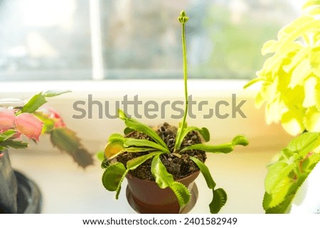 Venus flytrap, Dionaea muscipula, carnivorous plant Begins to bloom,