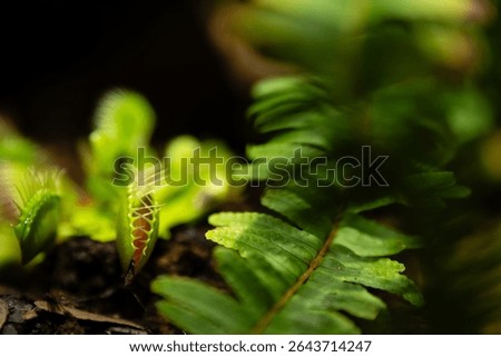Venus flytrap (Dionaea muscipula) carnivorous plant growing together with fern.