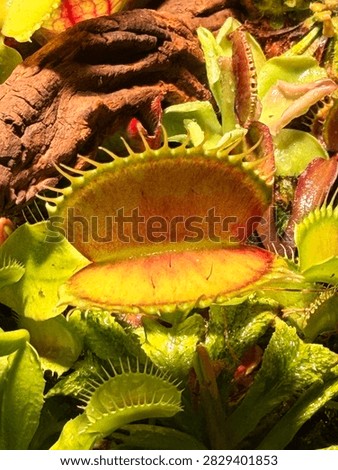Venus Flytrap Dionaea muscipula carnivorous plants