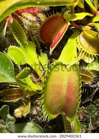 Venus Flytrap Dionaea muscipula carnivorous plants