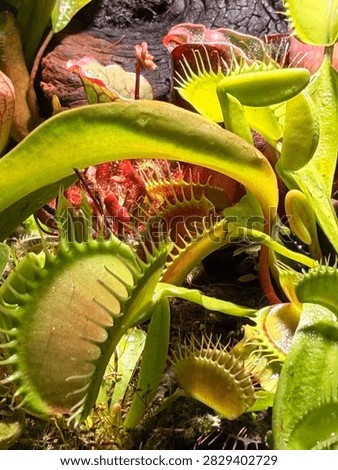 Venus Flytrap Dionaea muscipula carnivorous plants