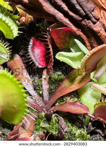 Venus Flytrap Dionaea muscipula carnivorous plants