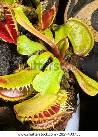 Venus Flytrap Dionaea muscipula carnivorous plants