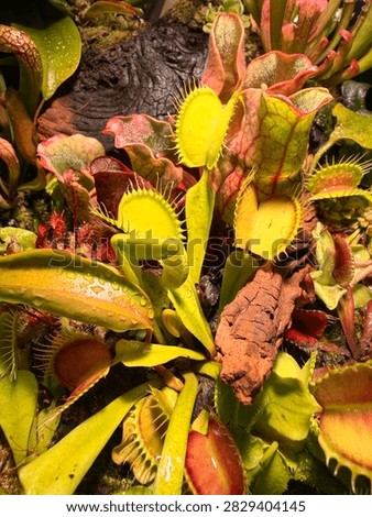 Venus Flytrap Dionaea muscipula carnivorous plants