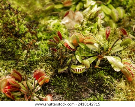 Venus flytrap or Dionaea muscipula, close up photo of carnivorous plant.