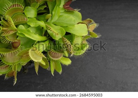 Venus flytrap or dionaea muscipula close up. Predatory carnivorous plant in a flower pot closeup on white background