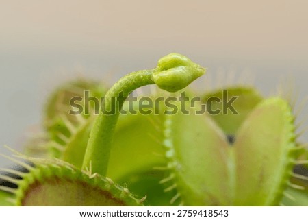 Venus flytrap or dionaea muscipula with flower buds and open traps closeup. Predatory carnivorous plant macro photo on blurred background, selective focus