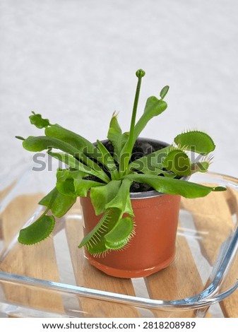 A Venus flytrap (Dionaea muscipula) growing a tall flower stalk with a developing flower bud, surrounded by green carnivorous traps in a small pot.