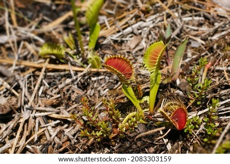 Venus Flytrap, Dionaea muscipula, North Carolina, USA