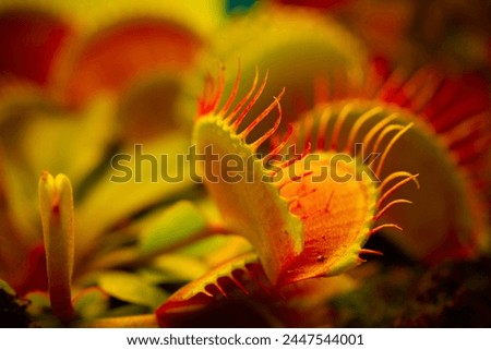 Venus flytrap Dionaea muscipula on blurred background.Carnivorous plants.Indoor flowers. Venus flytrap leaves and flowers close-up