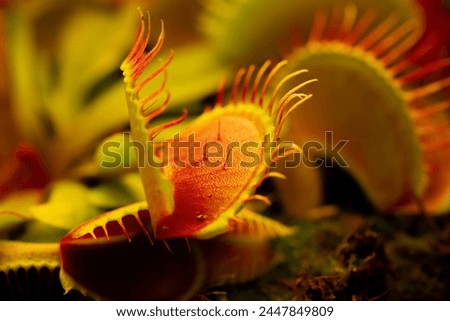 Venus flytrap Dionaea muscipula on blurred background.Carnivorous plants.Indoor flowers.