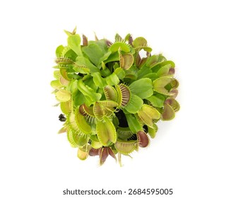 Venus flytrap or dionaea muscipula with open traps isolated. Predatory carnivorous plant in a flower pot closeup on white background