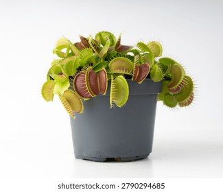 Venus flytrap or dionaea muscipula with open traps isolated. Predatory carnivorous plant in a flower pot closeup on white background