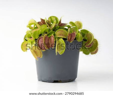 Venus flytrap or dionaea muscipula with open traps isolated. Predatory carnivorous plant in a flower pot closeup on white background