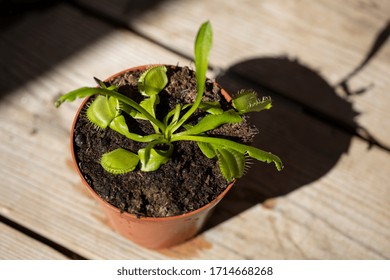 The Venus flytrap Dionaea muscipula in the pot