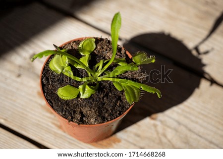 The Venus flytrap Dionaea muscipula in the pot