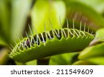 venus flytrap - dionaea muscipula with a trapped fly 