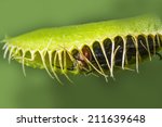 venus flytrap - dionaea muscipula with a trapped fly
