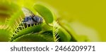Venus flytrap - dionaea muscipula with trapped fly