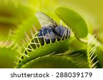 Venus flytrap - dionaea muscipula with trapped fly