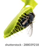 Venus flytrap - dionaea muscipula with trapped fly