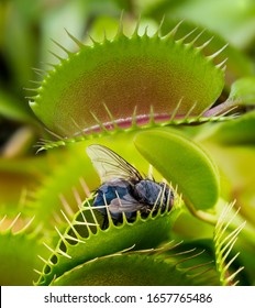 Venus flytrap - dionaea muscipula with trapped fly