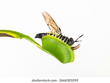 Venus flytrap - Dionaea muscipula- with trapped hornet on white background
