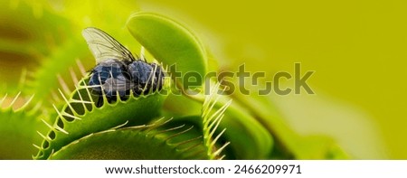 Venus flytrap - dionaea muscipula with trapped fly