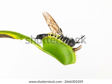 Venus flytrap - Dionaea muscipula- with trapped hornet on white background