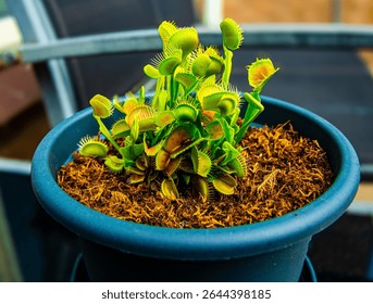 Venus flytrap flower red devil