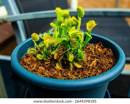 Venus flytrap flower red devil