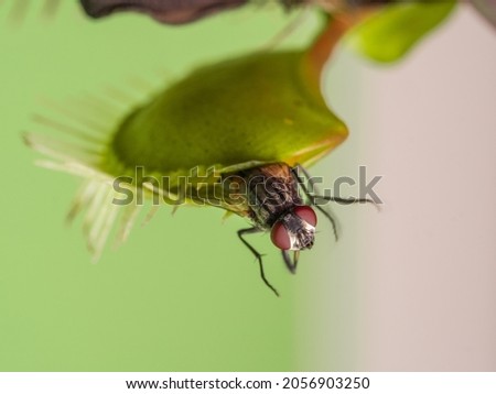 Venus flytrap with a fly on green background