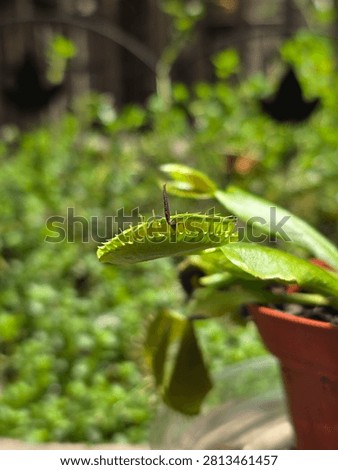 Venus Flytrap and insect leg