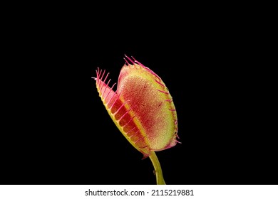 Venus Flytrap, macro view on dark background.  Close up of carnivorous plant interior lobes.  Dionaea muscipula is native to the east coast United States.