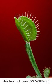 venus flytrap on red background
