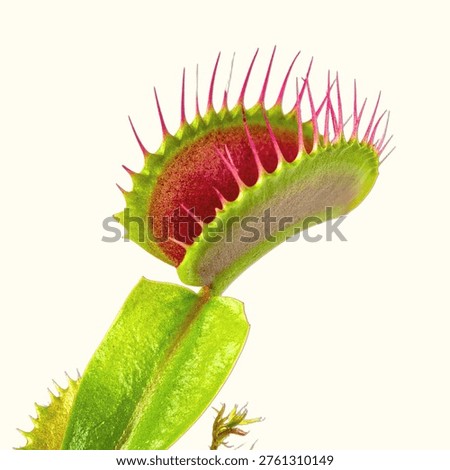 Venus flytrap with open carnivorous leaves and trigger hairs isolated on white background, unique insectivorous plant close-up