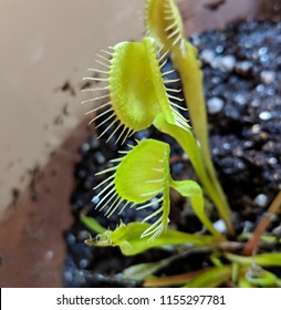 Venus Flytrap With Open Trap Front View