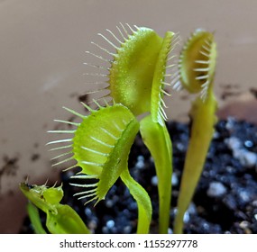 Venus Flytrap With Open Trap Side View