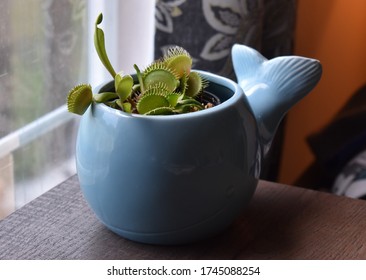 Venus flytrap plant in a blue whale ceramic pot.