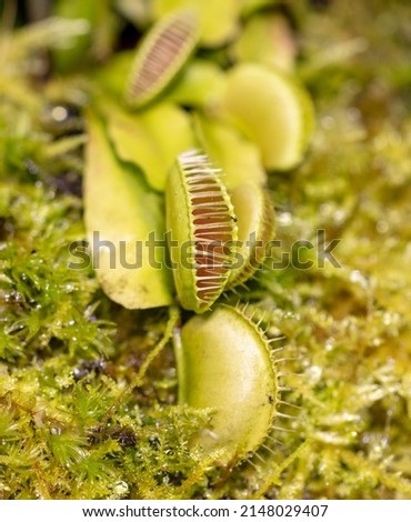 Venus flytrap plant in nature. Close-up