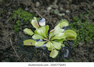 Venus flytrap plant is a type of insect-eating carnivorous plant in the Bogor Botanical Gardens. Originates from the East Coast of the United States